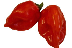Habanero Tropical Red